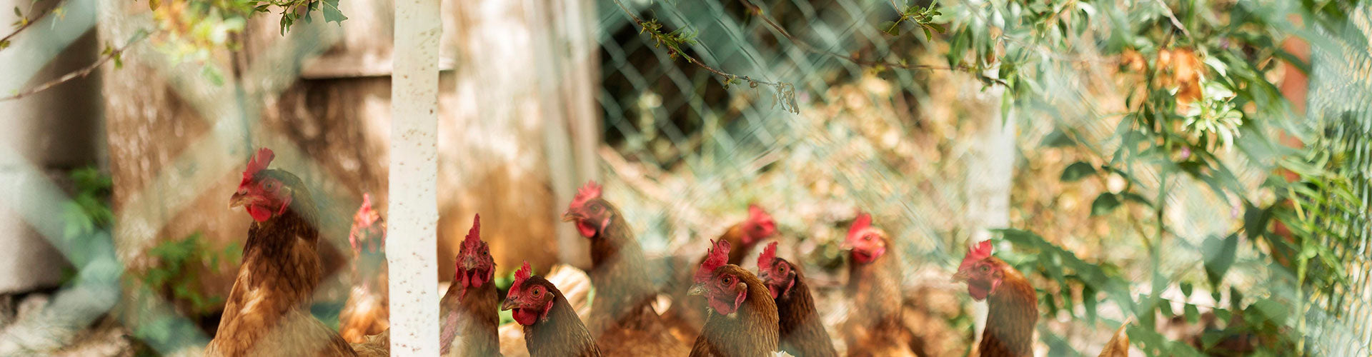 Cómo construir un gallinero casero